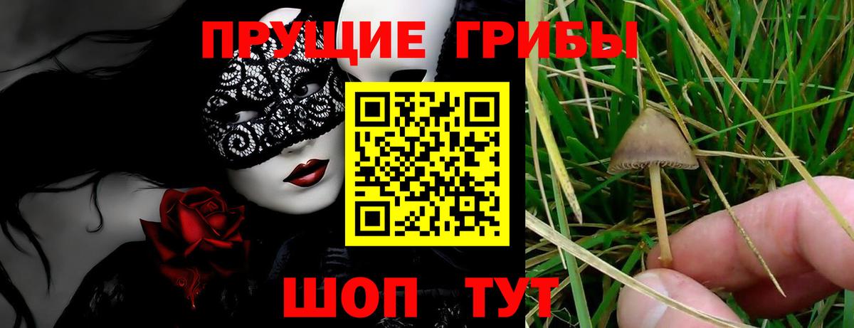 Галлюциногенные грибы Psilocybine cubensis Тихорецк